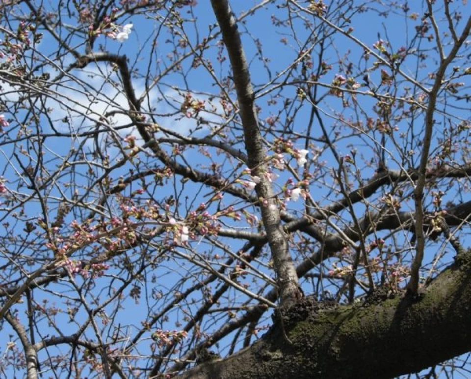 2020年3月20日　店の桜開花