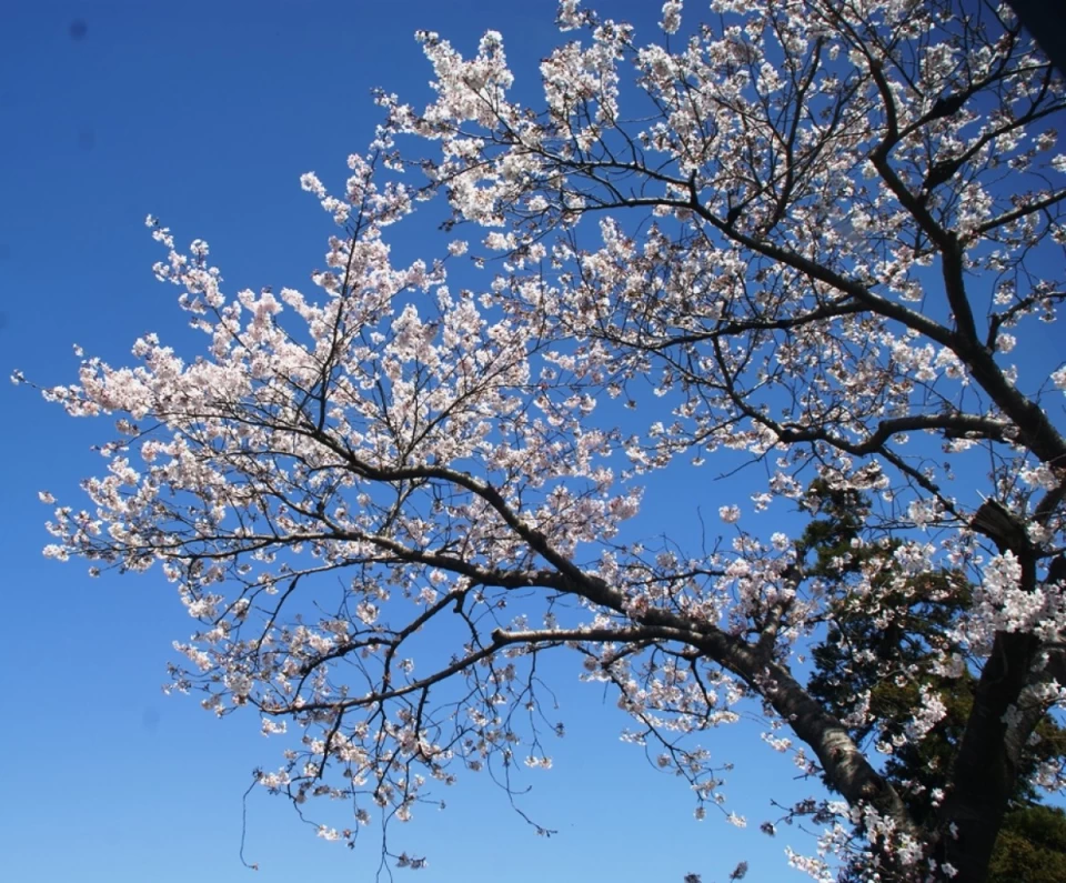 店の桜ほぼ満開に近い？